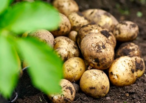 В Джалилабаде снизилась урожайность картофеля