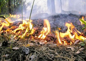 Fire breaks out in mined forest area in Fuzuli district