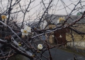 Oğuzda qeyri-adi təbiət hadisəsi: alça ağacı çiçək açıb