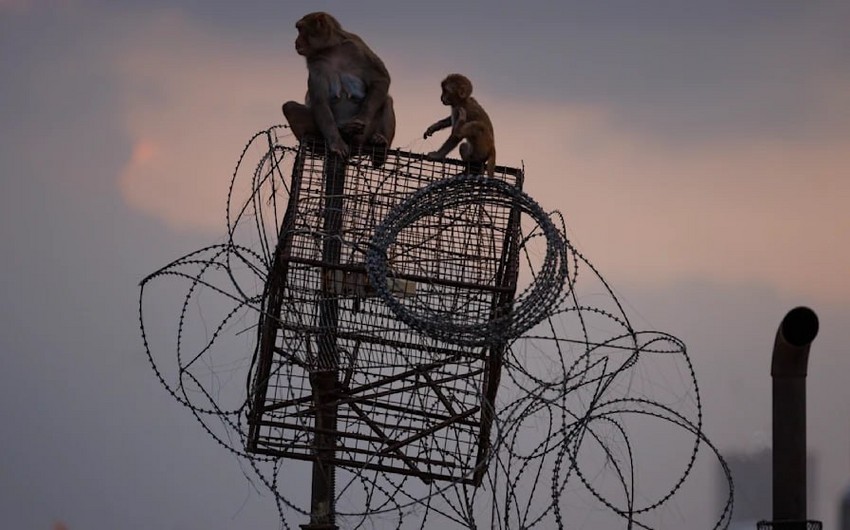 Hindistan G20 sammitində makakalara qarşı misli görünməmiş təhlükəsizlik tədbirləri görüb