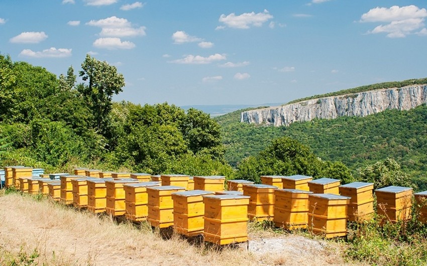ABŞ-da yuvaları dağıdılan yarım milyon arı soyuqdan ölüb