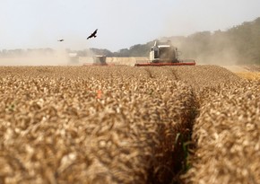 Germany to allocate another 10M euros to ensure grain supply from Ukraine