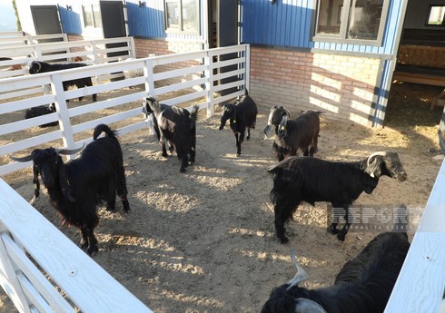 Количество животных, содержащихся в Центре селекции животноводства в Лачыне, увеличено