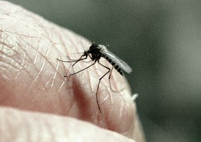 В Антарктиде появились обыкновенные комары