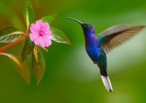 В горах Южной Америки открыли новый вид колибри
