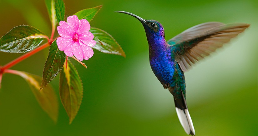 В горах Южной Америки открыли новый вид колибри