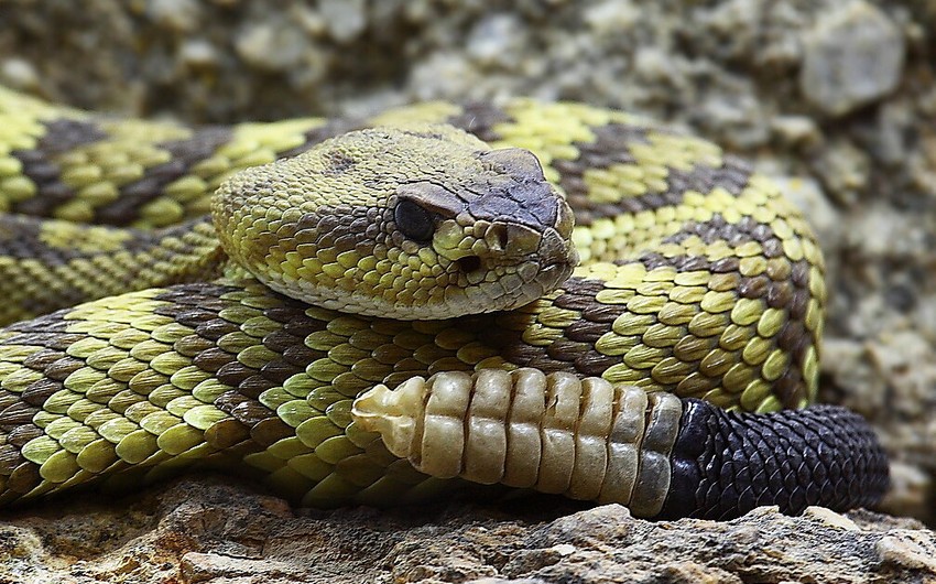 В Гёйчае крупная змея попыталась проникнуть в дом - ФОТО