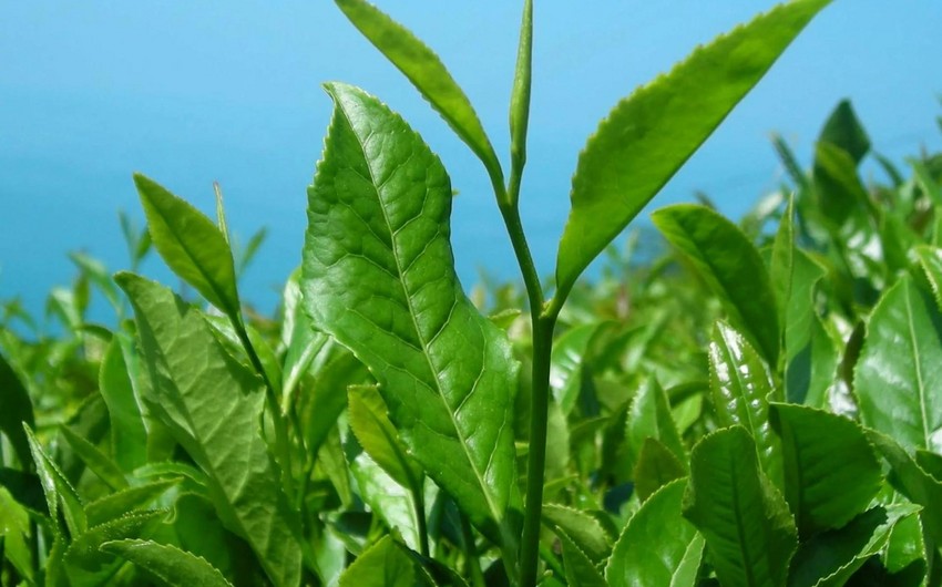 Azərbaycan çay idxalını 1 %-ə yaxın azaldıb