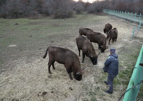 Seventeen bison brought to Azerbaijan 92 years later