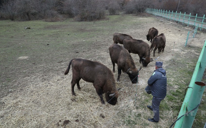 Seventeen bison brought to Azerbaijan 92 years later