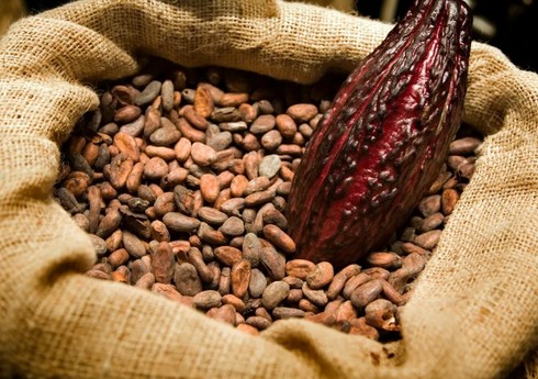 Bloomberg: Цены на какао-бобы упали до минимума за последние месяцы