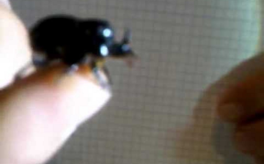 В Товузе 7-летнего ребенка укусило ядовитое насекомое