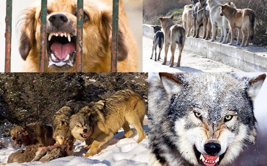 ​В Азербайджане завершена вакцинация диких и бездомных животных