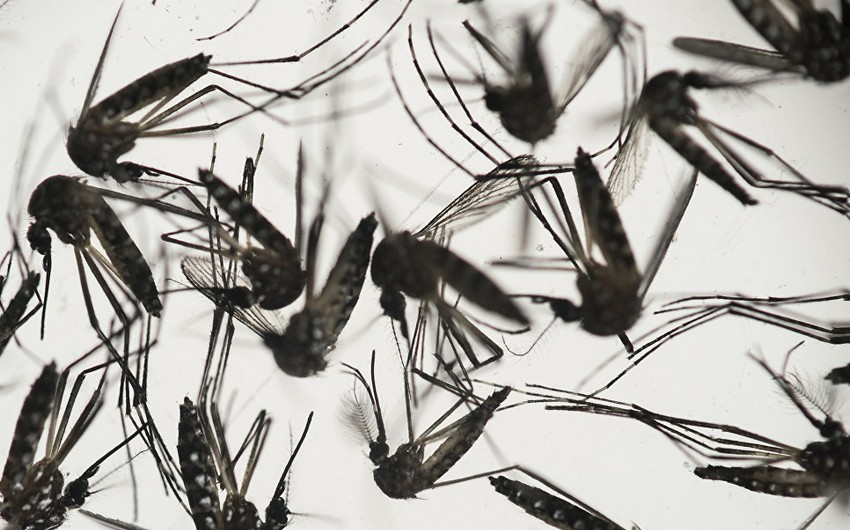 Çində Zika virusuna yoluxma halı aşkar edilib