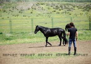 Karabakh horses and Georgia - RESEARCH