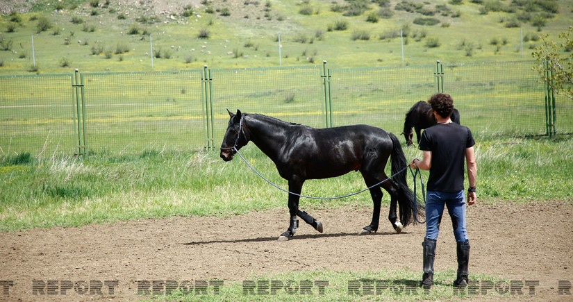 Karabakh horses and Georgia - RESEARCH