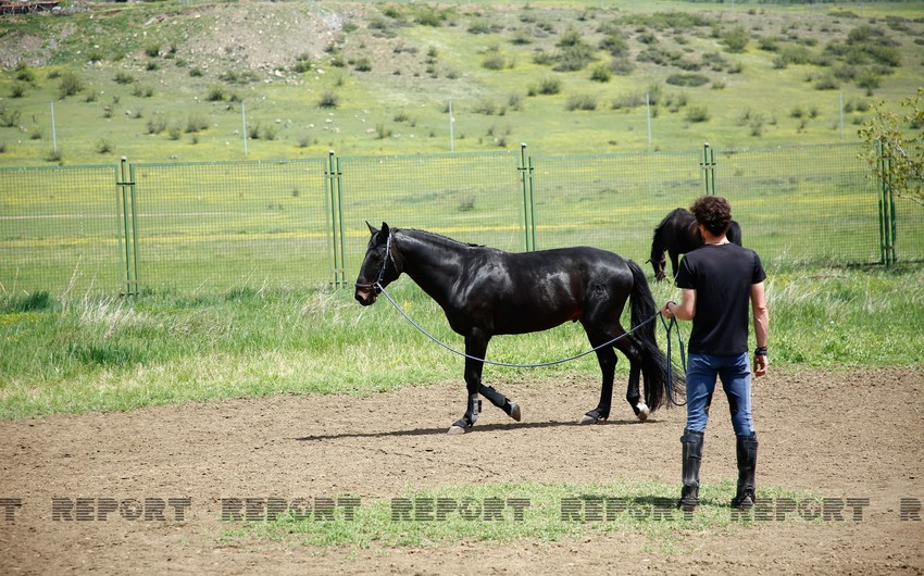 Karabakh horses and Georgia - RESEARCH