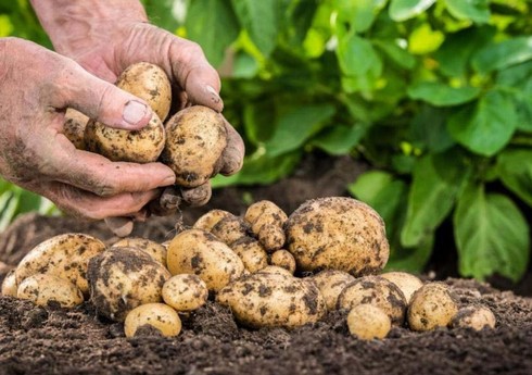 Экспорт семенного картофеля из Грузии в Азербайджан вырос в 5 раз