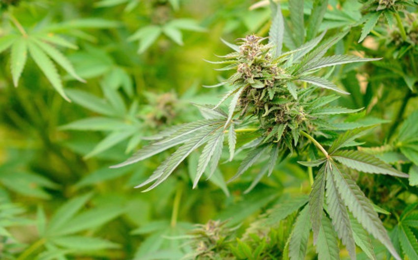 В Вашингтоне вступает в силу закон, разрешающий хранение марихуаны
