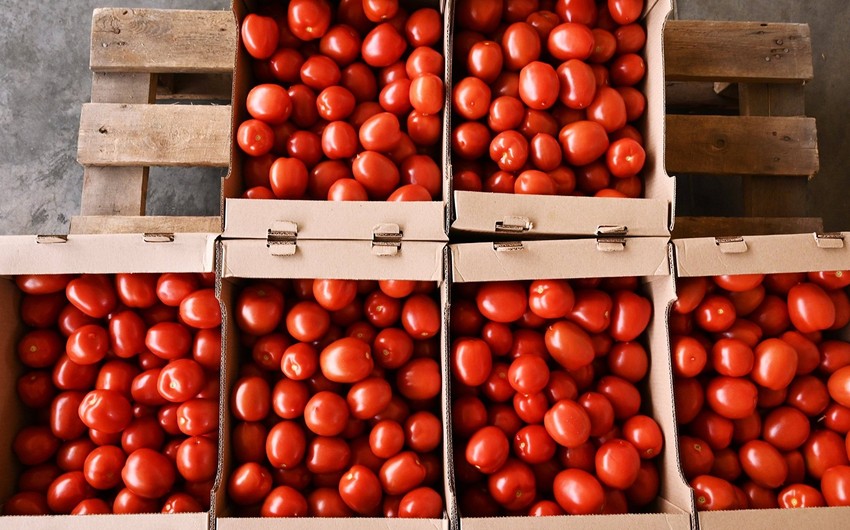 Rusiya Azərbaycanın bir sıra müəssisələrindən pomidor idxalına icazə verib