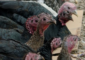 Azerbaijan resumes turkey meat imports from Turkmenistan