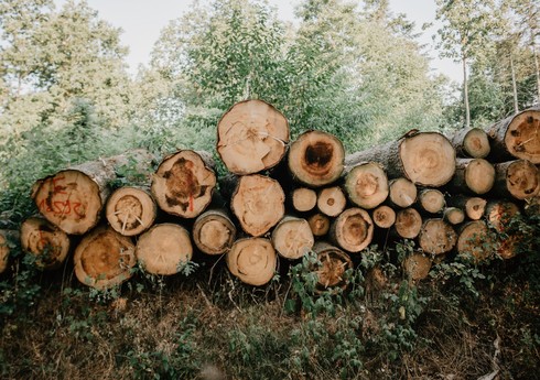 Генпрокуратура возбудила пять уголовных дел в связи с незаконной вырубкой лесов