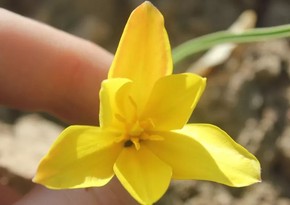 Британские ученые нашли в Кыргызстане новый вид тюльпанов