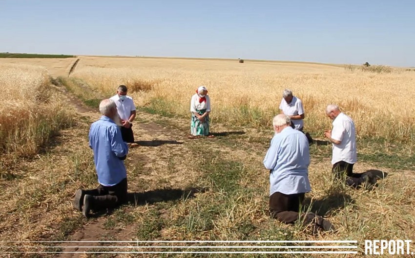 Интересная традиция в единственном колхозе Азербайджана - ВИДЕО