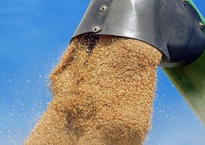 Экспорт зерновых из Украины сократился на 55,5%