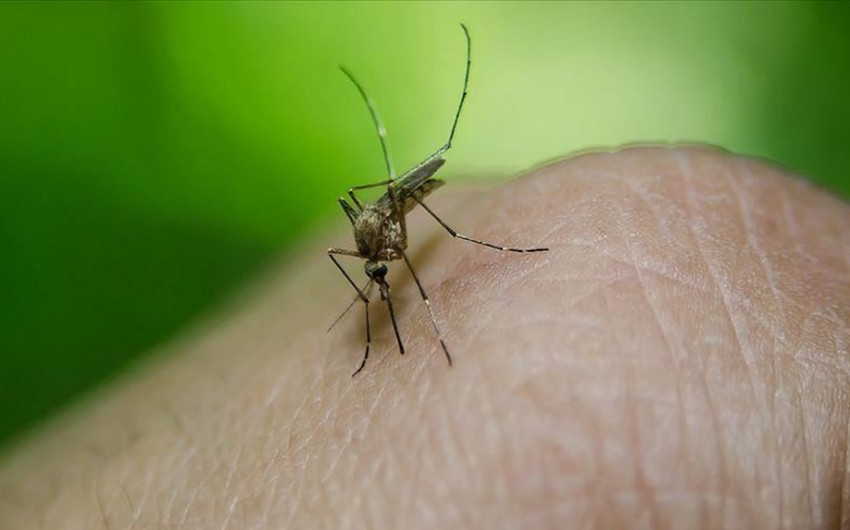 В Малайзии от лихорадки денге скончалось 162 человека