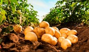 Azerbaijan resumes potato imports from Kyrgyzstan