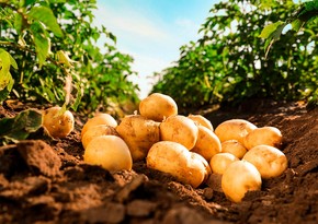 Azerbaijan significantly increases potato exports to Kazakhstan