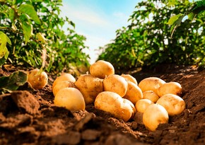 Azerbaijan resumes potato imports from Kyrgyzstan