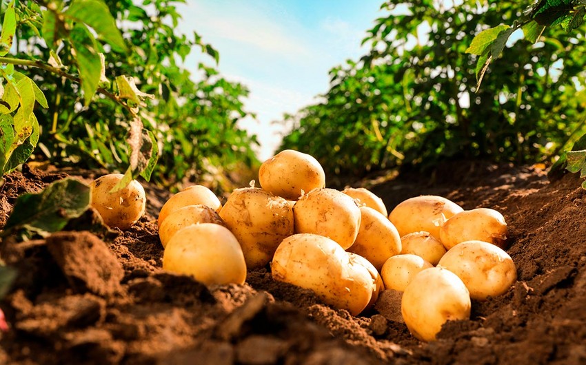 Azerbaijan resumes potato imports from Kyrgyzstan