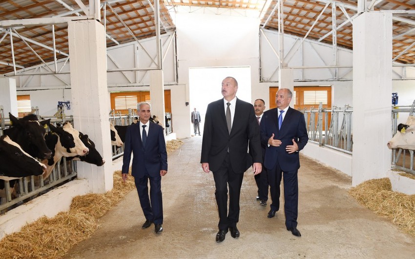 Prezident İlham Əliyev Cəlilabadda “Günəşli-Aqro” MMC-nin aqroparkında yaradılan şəraitlə tanış olub
