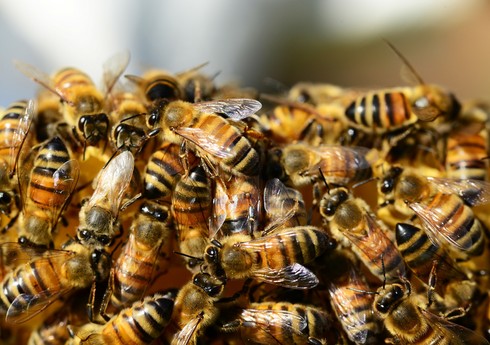 В Азербайджане зафиксирована массовая гибель пчел 
