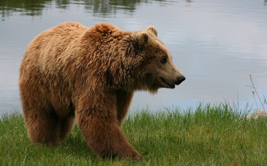 В Азербайджане убили краснокнижного бурого медведя