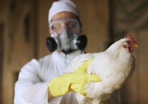 Azerbaijan to launch monitoring on avian influenza