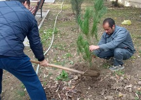 В Мингячевире посажено 640 саженцев деревьев