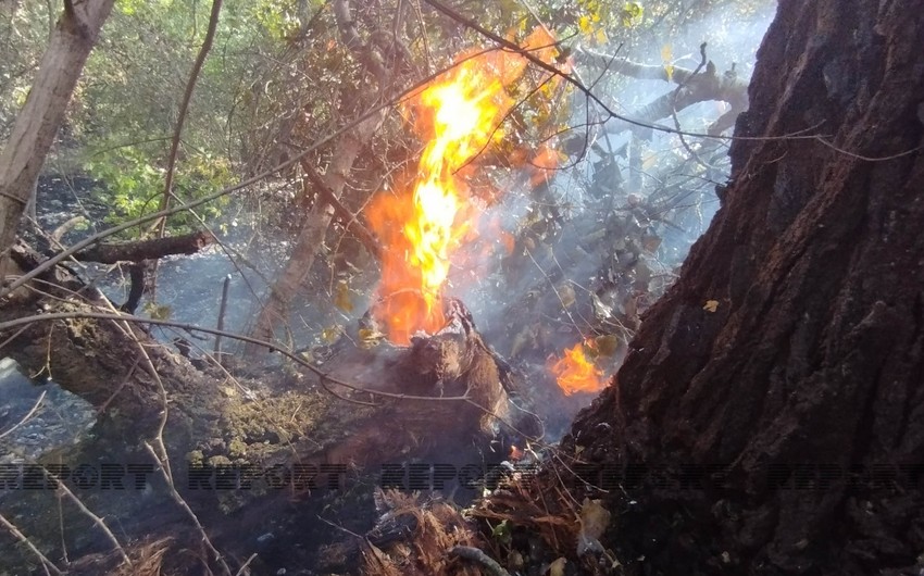 В Худате горит лесной массив