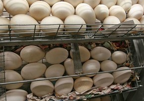 Иран впервые отправит партию яиц в Россию