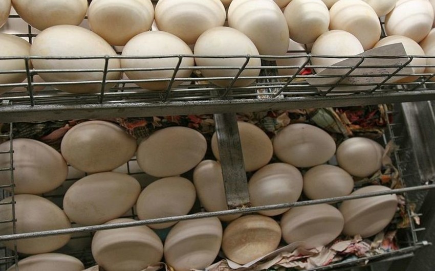 Iran to send first-ever batch of chicken eggs to Russia