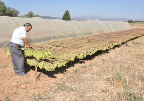 Azərbaycan tütün istehsalını 2 dəfəyə yaxın artıracaq