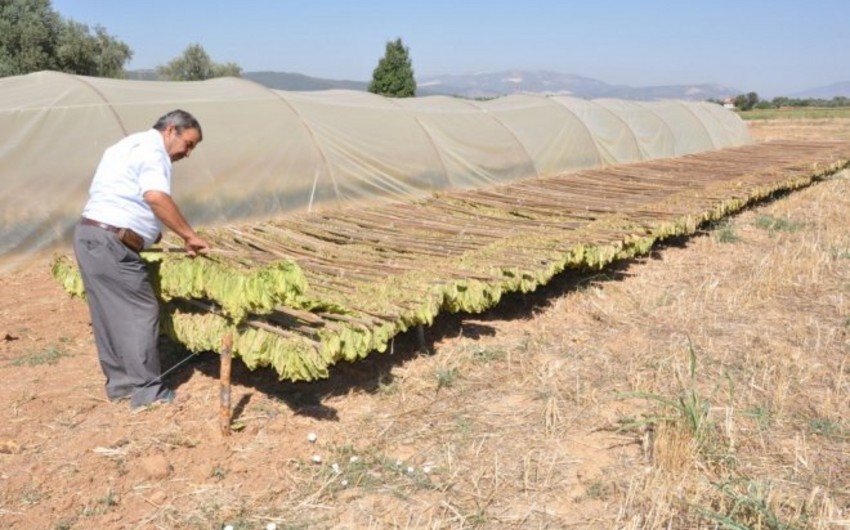 Azerbaijan will nearly double tobacco production