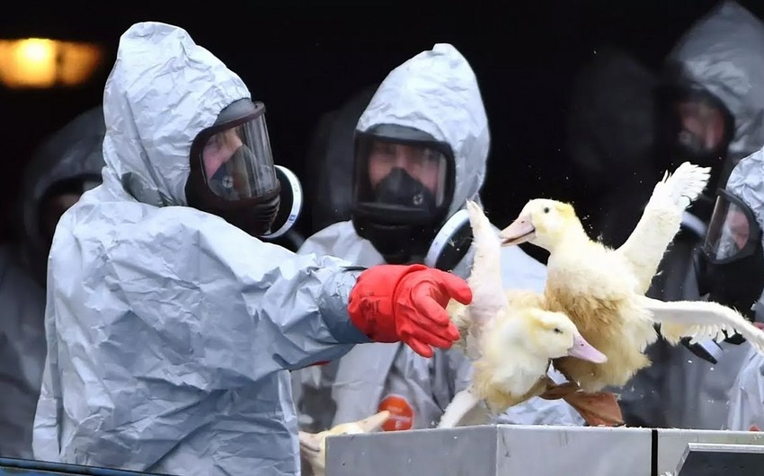 Украина сообщила о вспышке птичьего гриппа