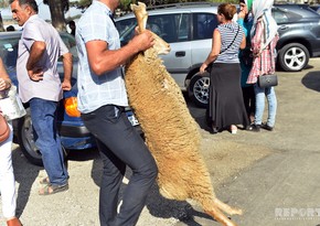 Baku holding sales fairs of sacrificial animals