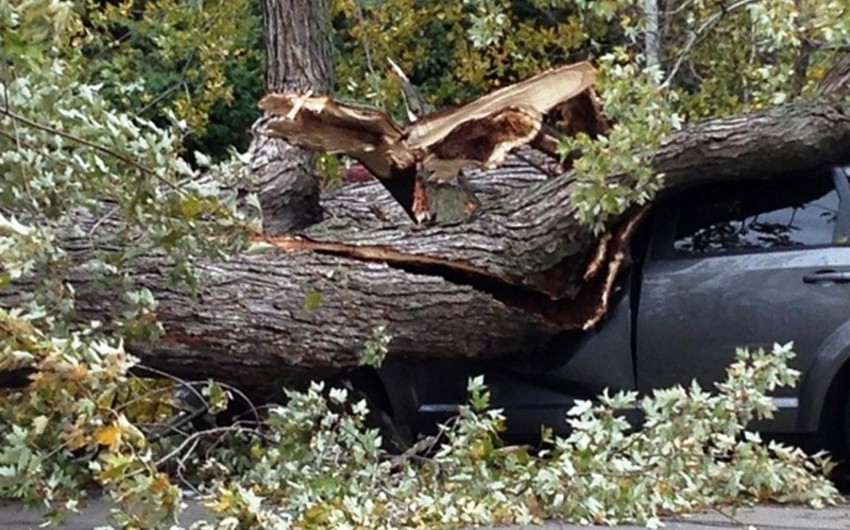 В Баку в результате сильного ветра дерево упало на автомобиль - ВИДЕО