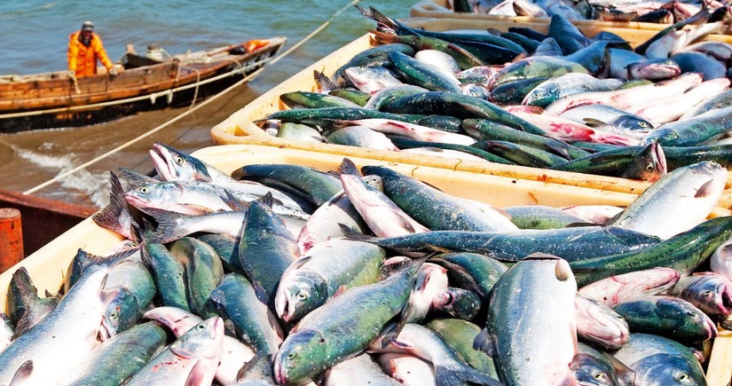 Кыргызстан начал импортировать рыбный корм из Европы через Азербайджан