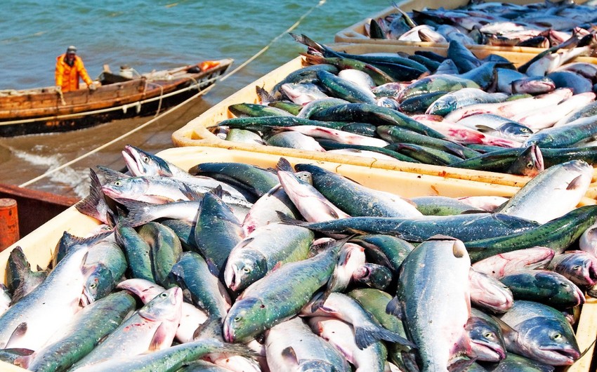Kyrgyzstan starts importing fish feed from Europe through Azerbaijan