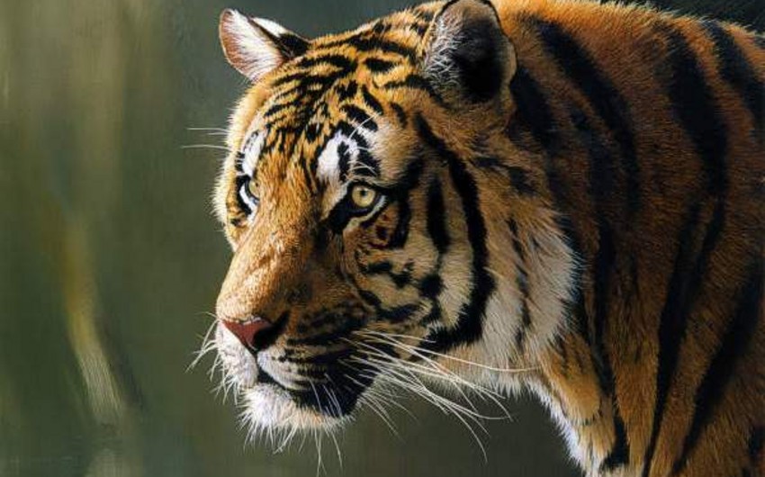 ​В США тигры вырвались на свободу в результате торнадо